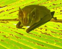 273 schlafende Fledermaus