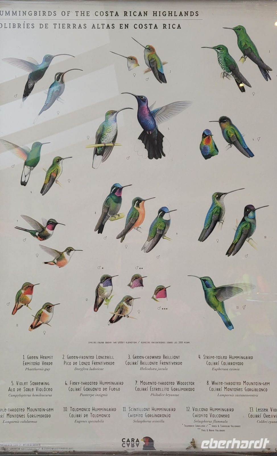 291 so viele Kolibris gibt es hier