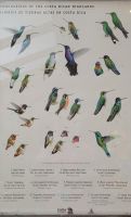 291 so viele Kolibris gibt es hier