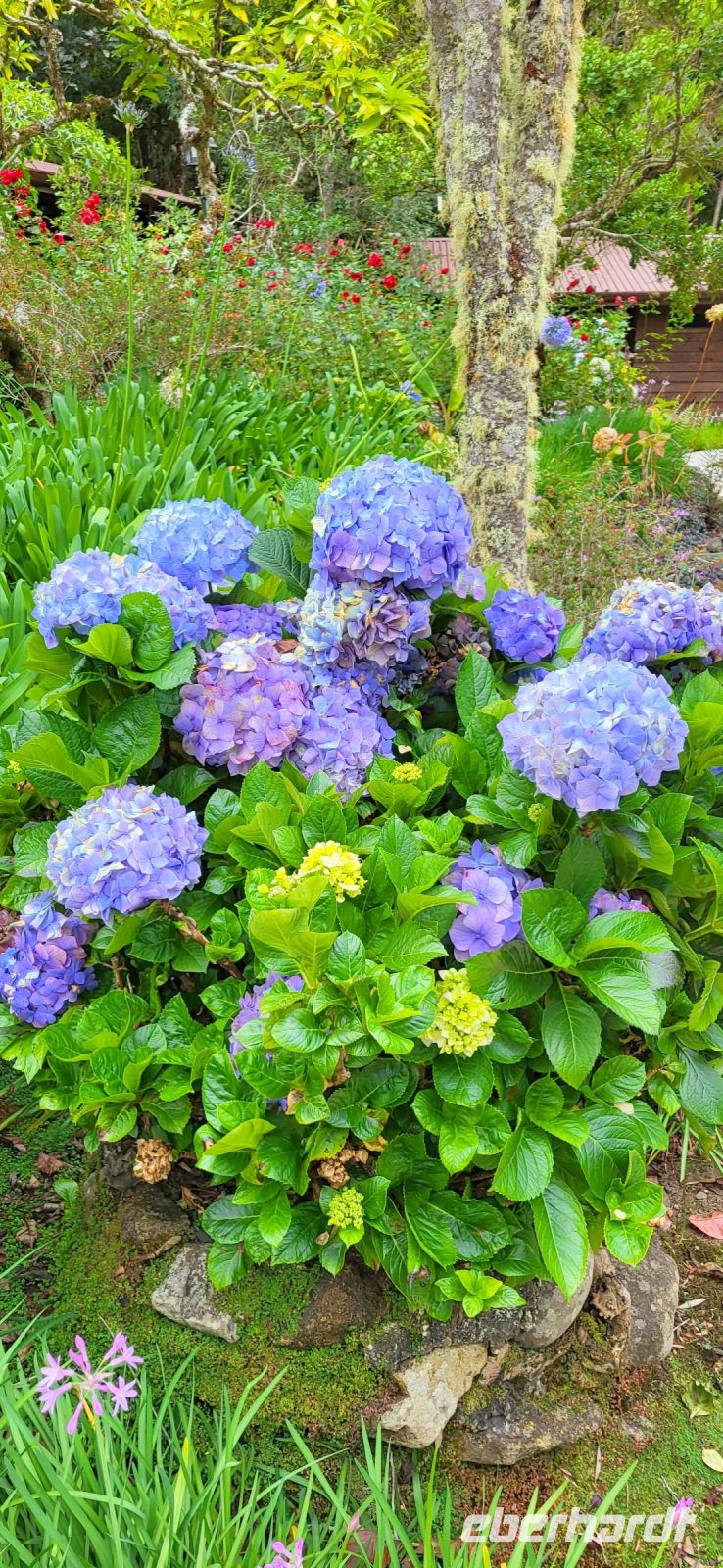 293 Gartenparadies mit Hortensien