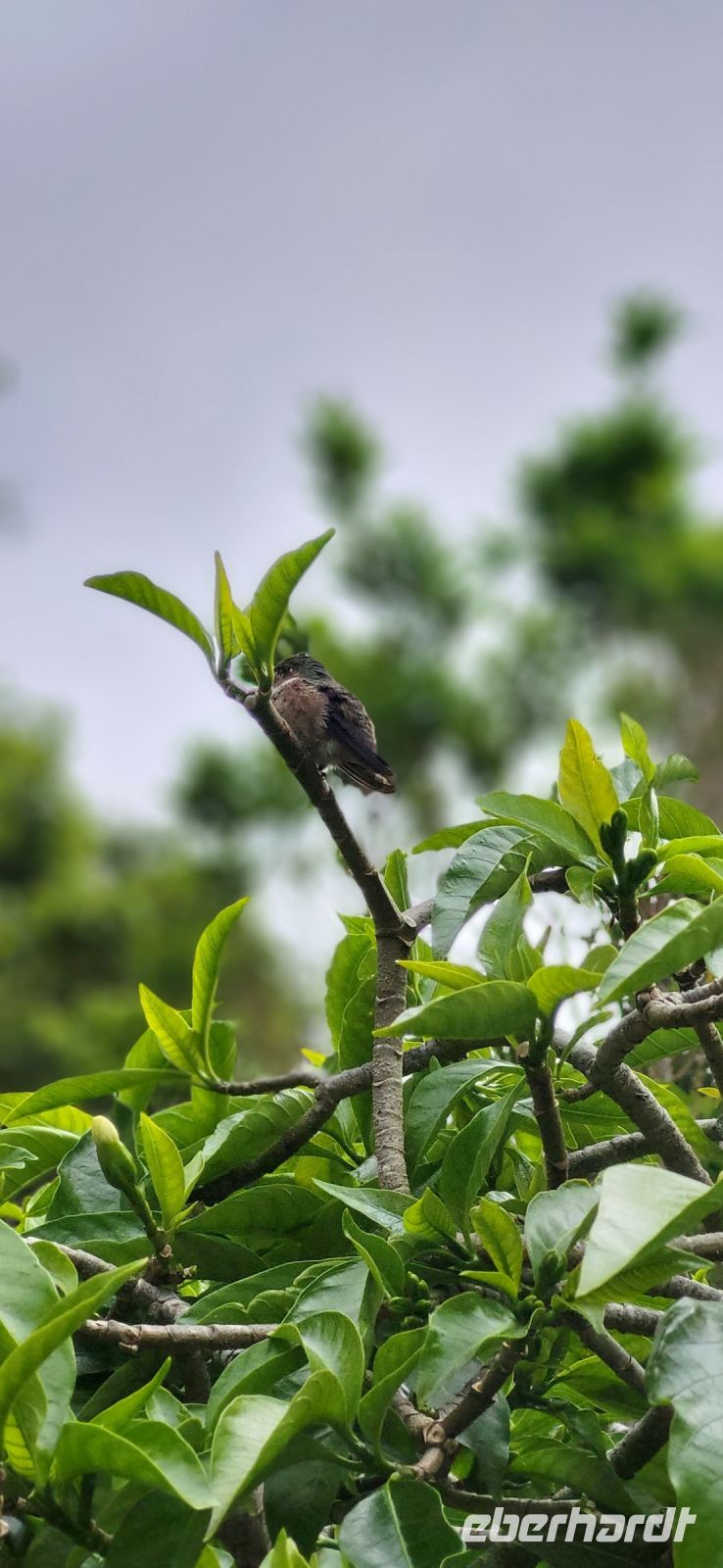 294 gefiederter Empfang