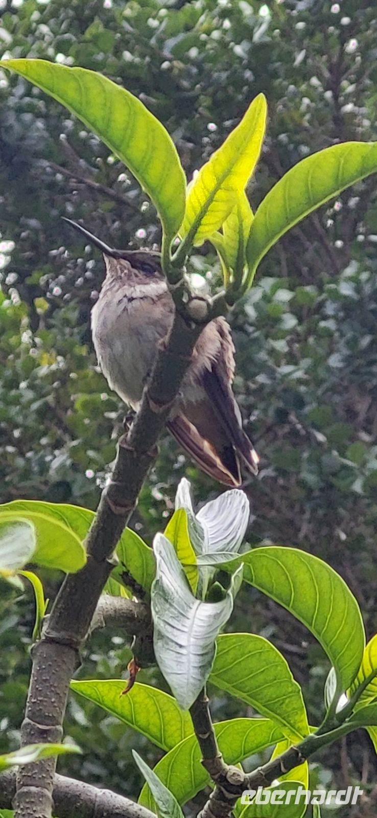 295 wer bist du wohl