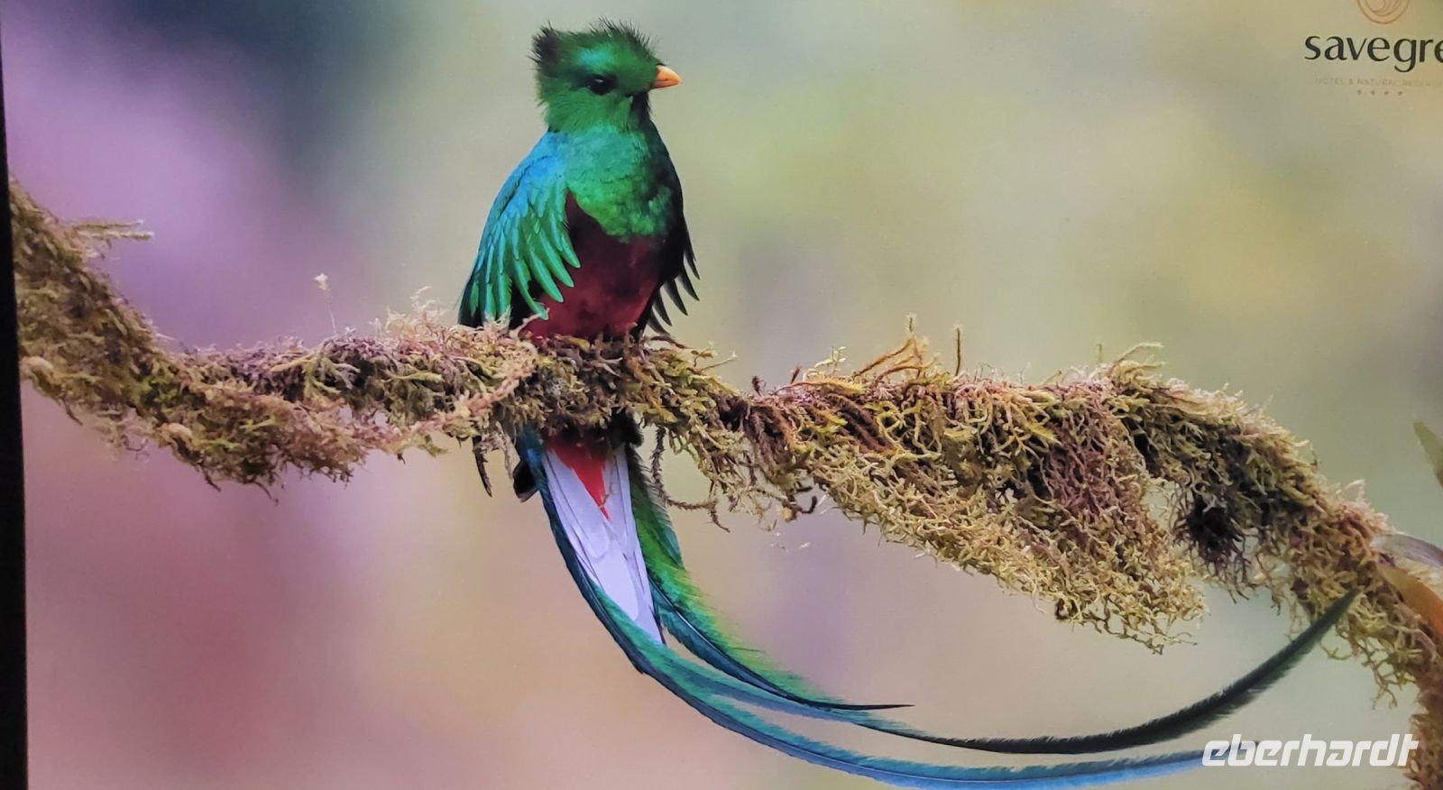 299 der berühmte Quetzal