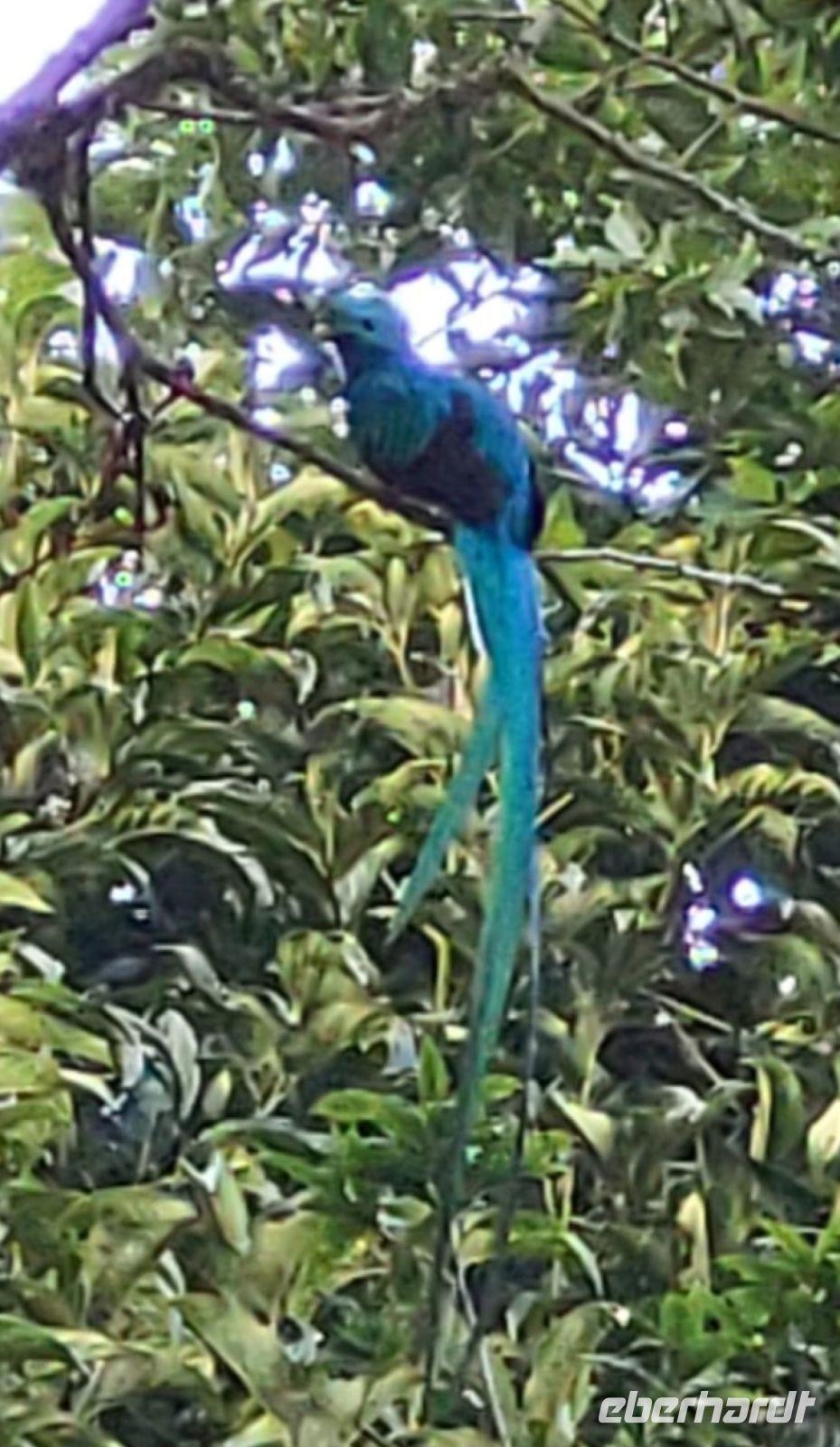 300 Quetzal am frühen Morgen