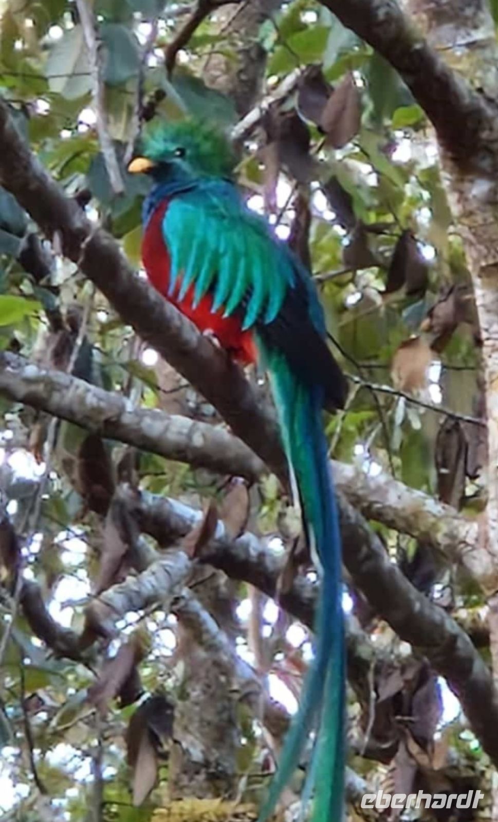 302 Quetzal mit prächtigem Gefieder