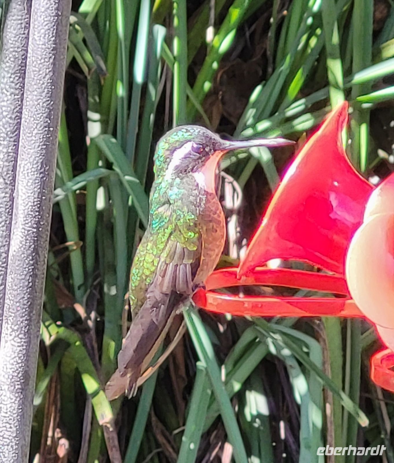 306 wunderschöne Kolibris in unserer Anlage