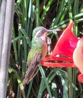 306 wunderschöne Kolibris in unserer Anlage