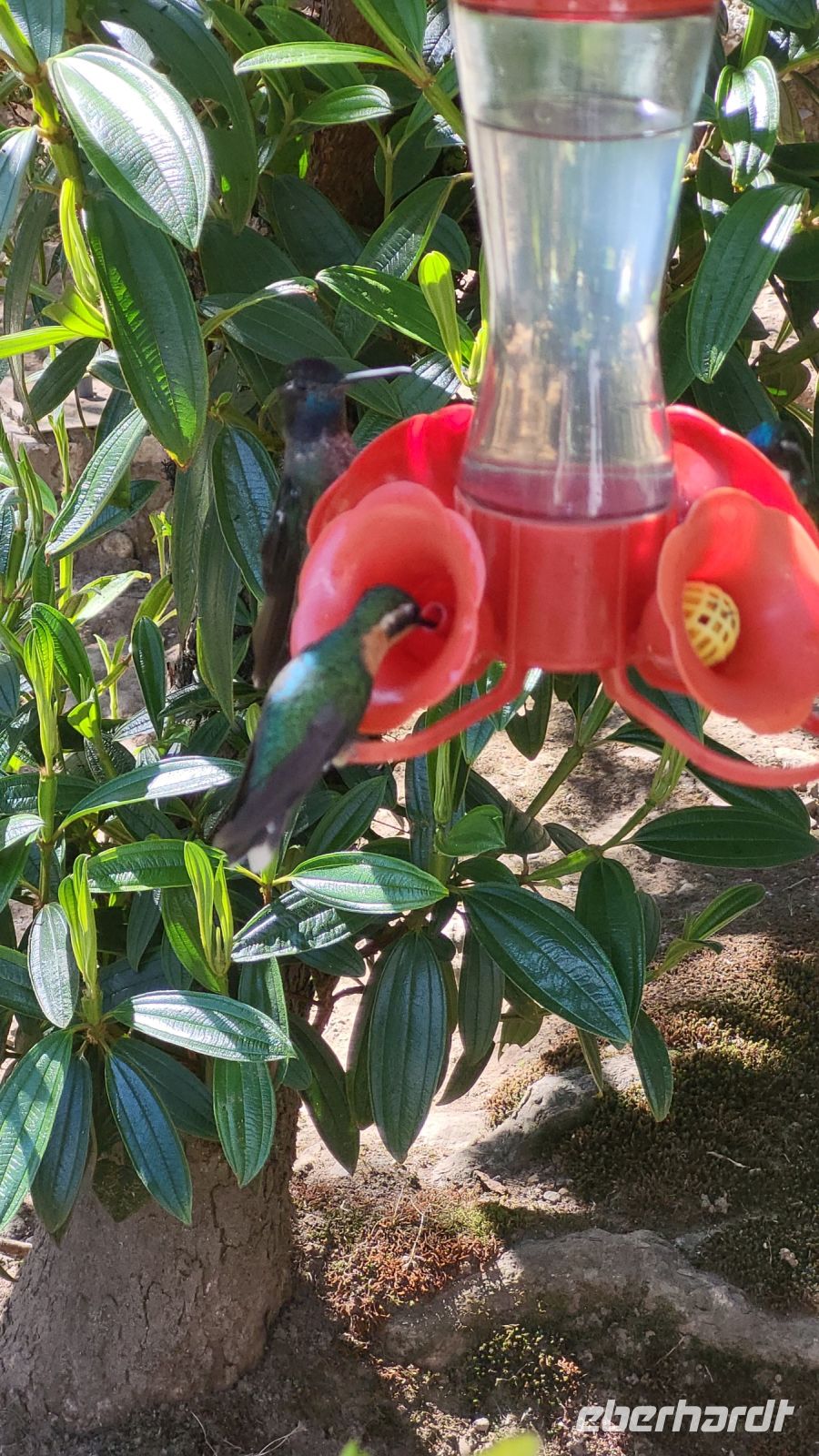 307 Kolibris an der Tränke