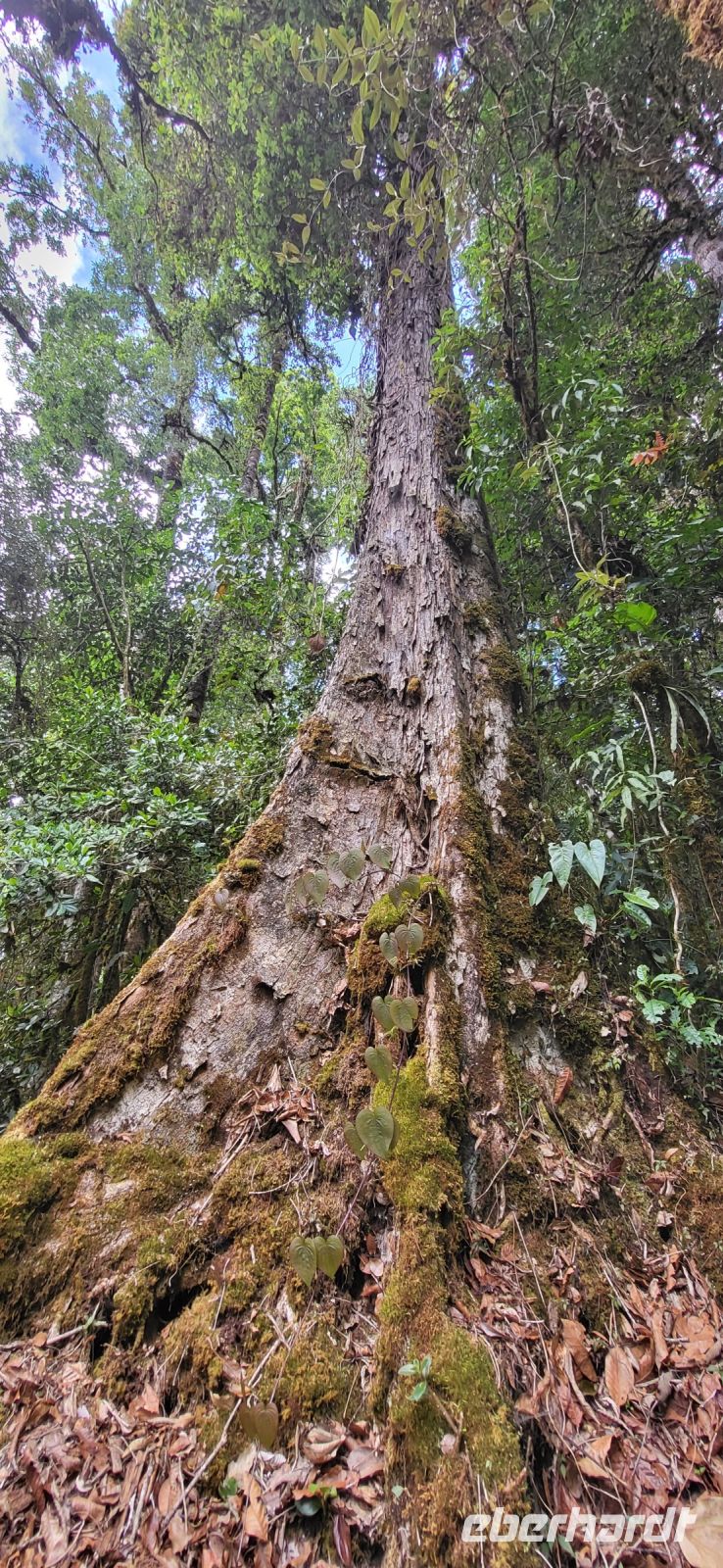 313 Bäume entlang der Wanderung