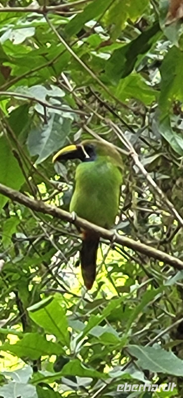 319 grüner Tukan