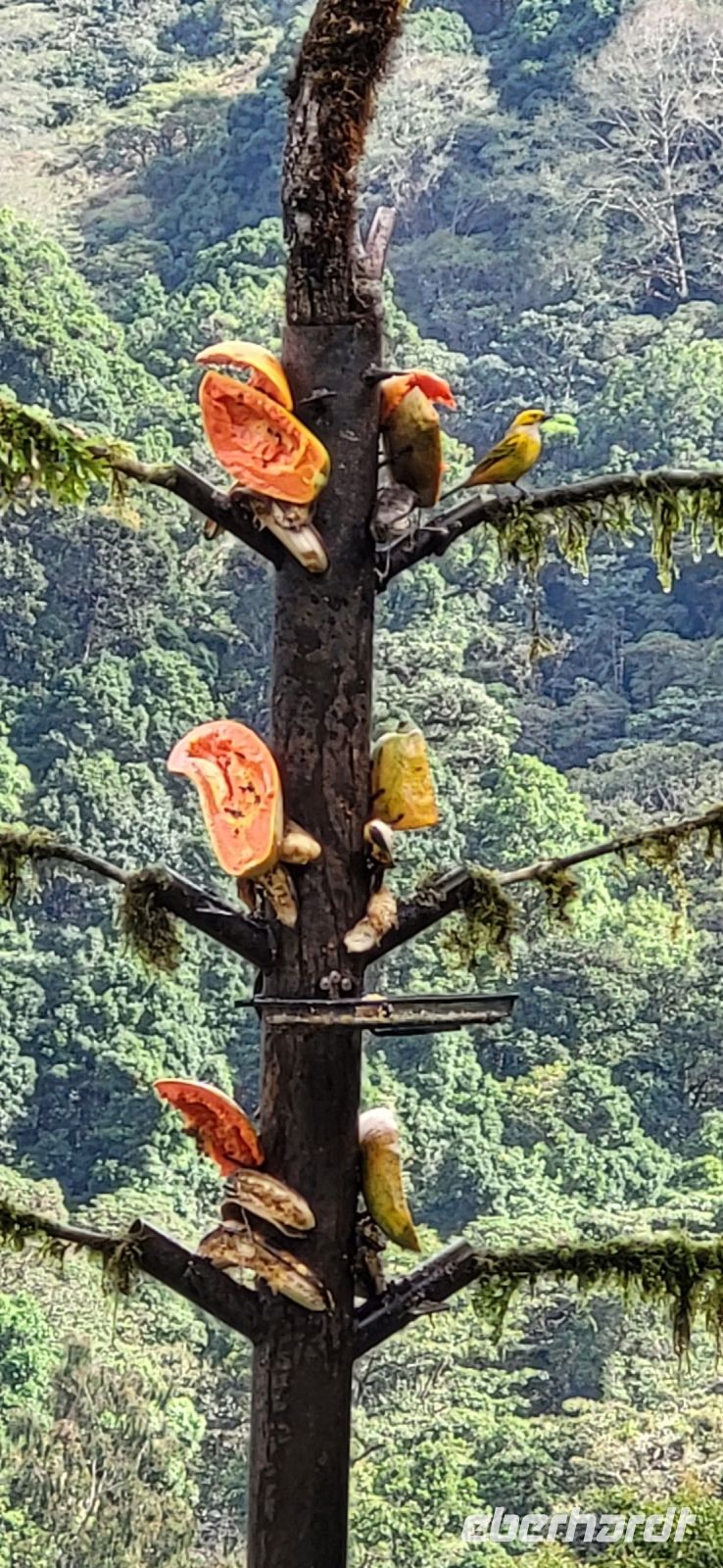 323 Vogelbeobachtung