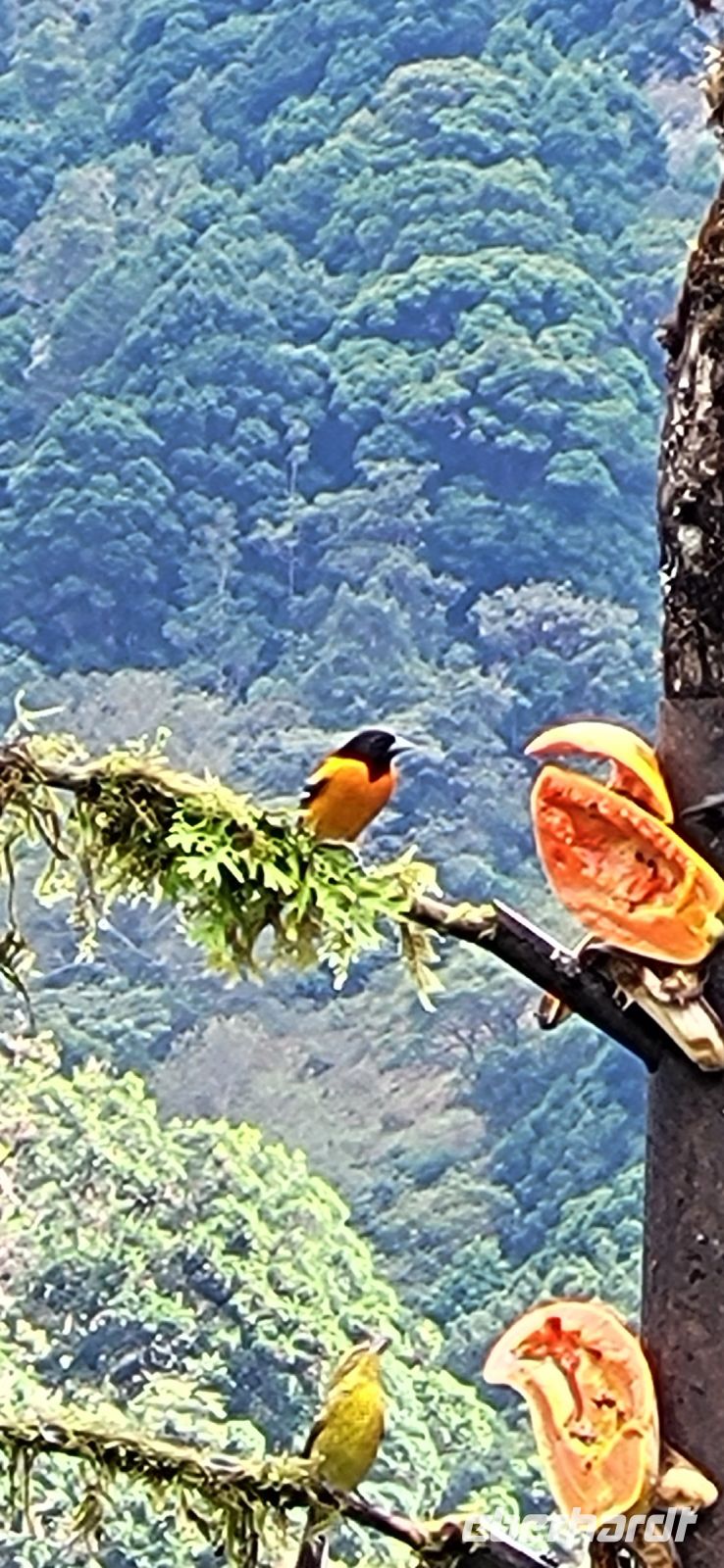 326 Vogelbeobachtung