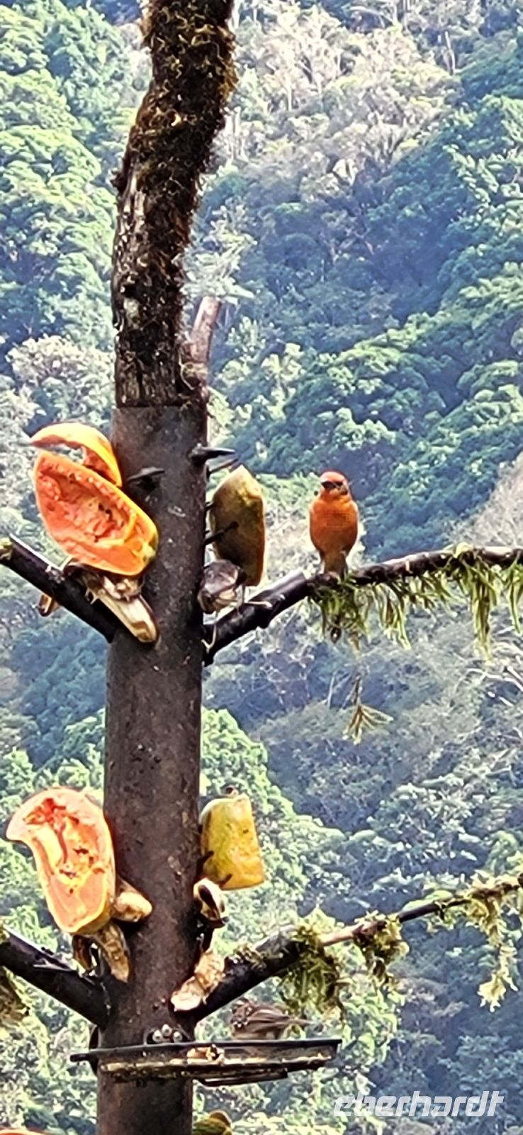 328 Vogelbeobachtung