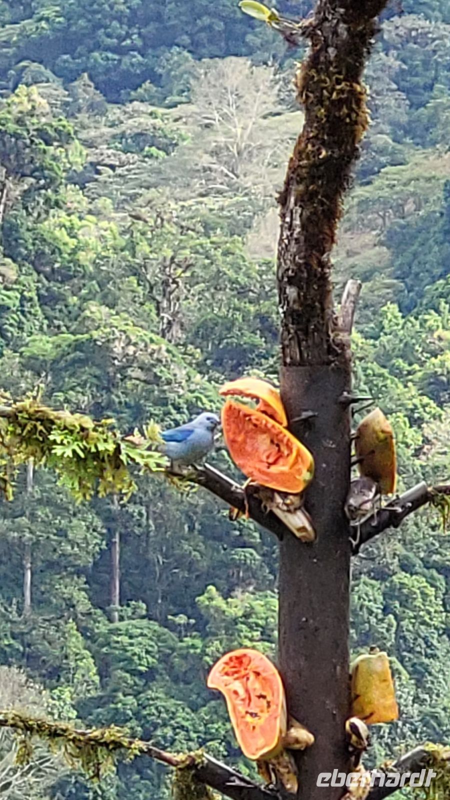 330 Vogelbeobachtung