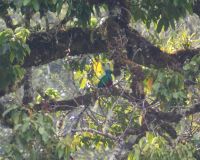 208 Quetzal Hahn
