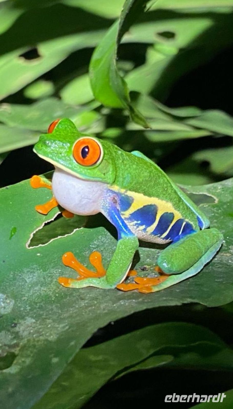 21 Froschtour
