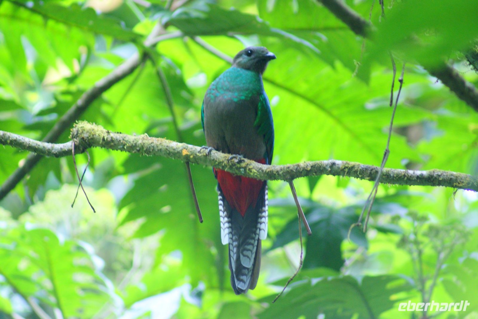 212 Quetzal Henne