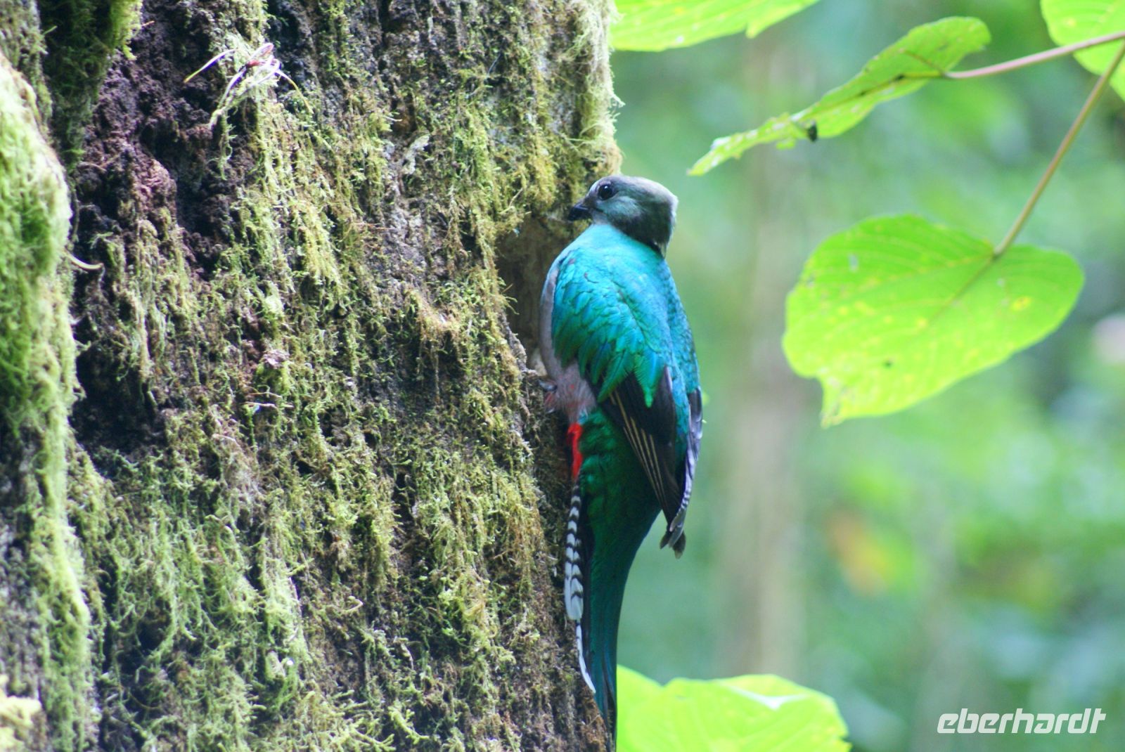 213 Quetzal Henne