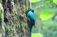 213 Quetzal Henne
