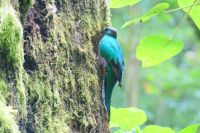 214 Quetzal Henne
