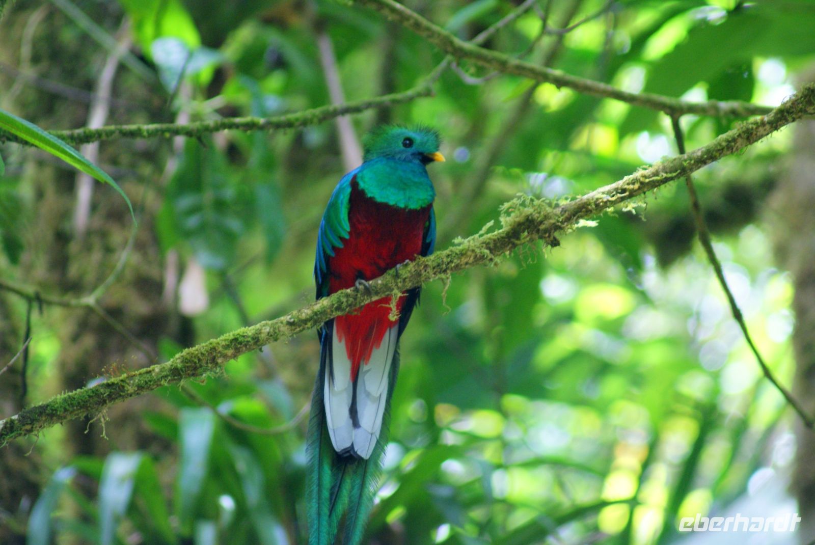 215 Quetzal