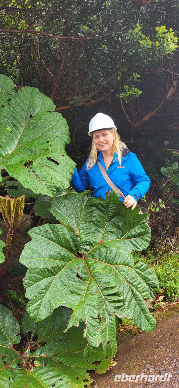 04 Regenschirm des armen Mannes
