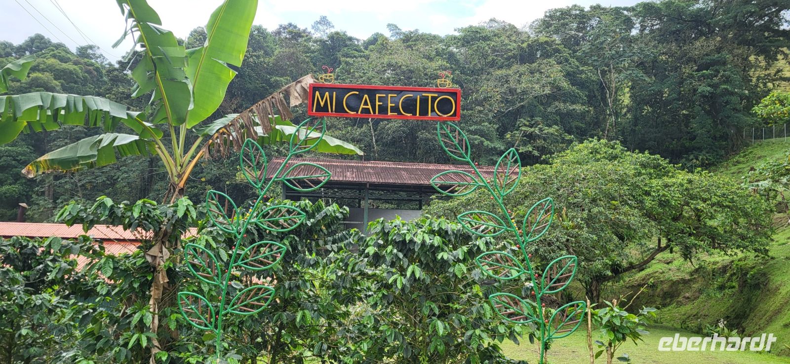 08 Mi Cafecito Kaffeefarm