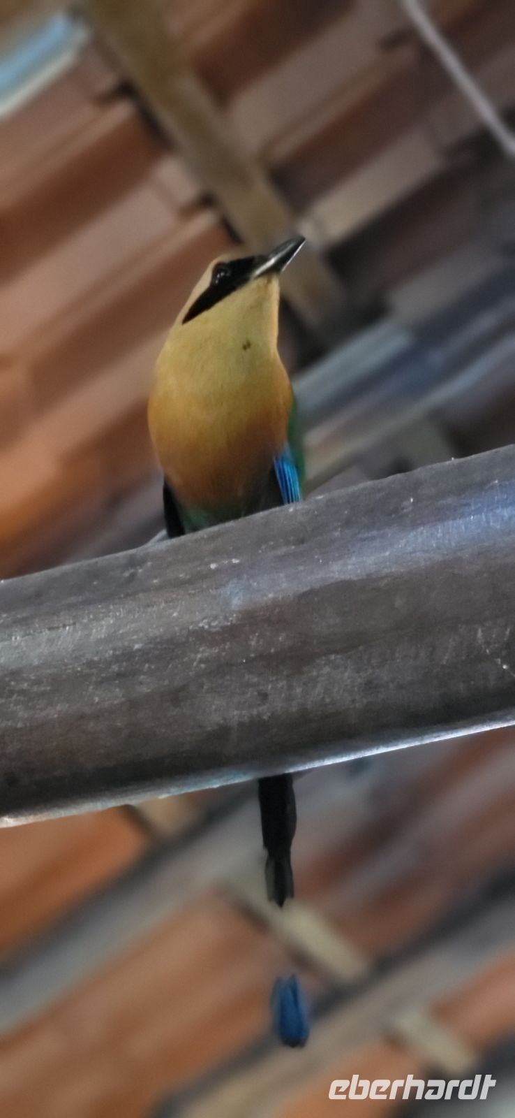 23 Mot Mot lauert aufs Frühstück