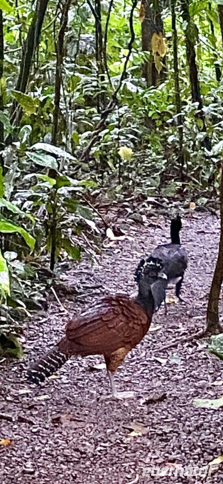 33 besondere Vögel beim Frühstück