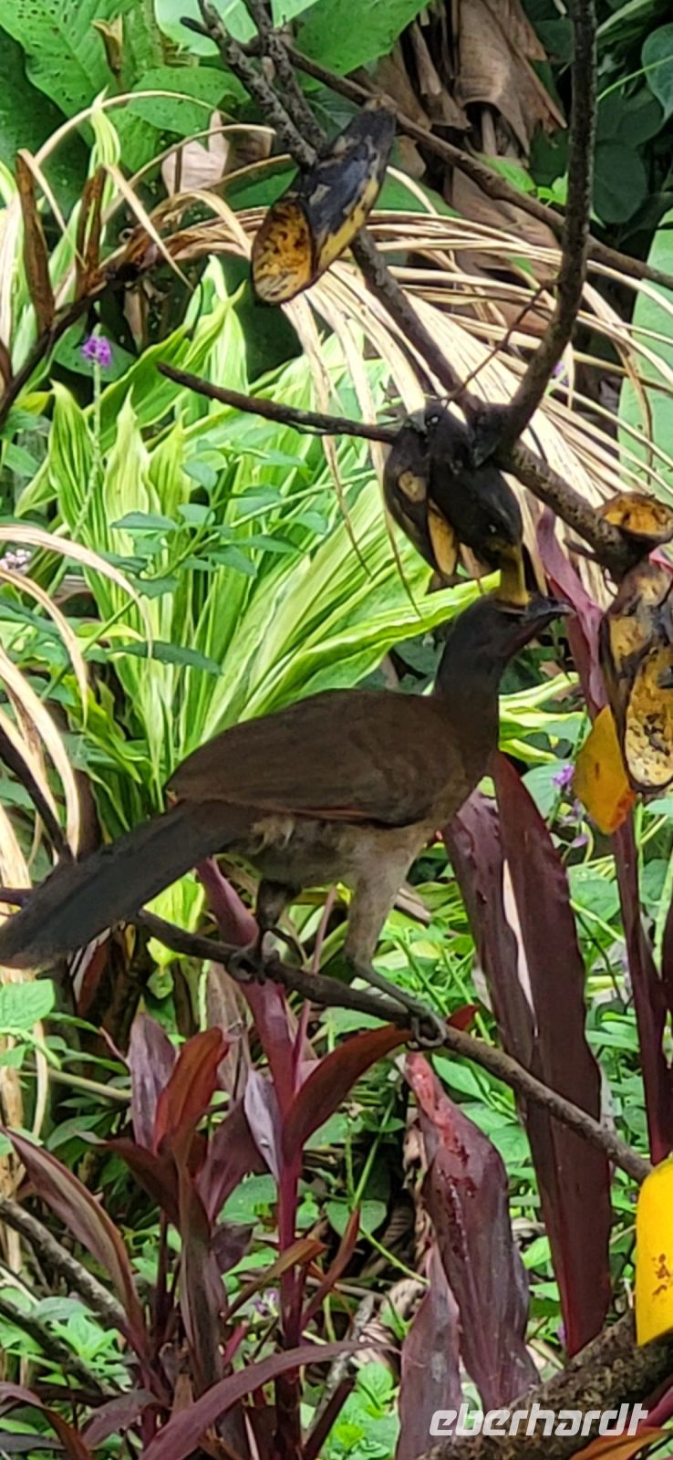 34 Frühstücksgenossen