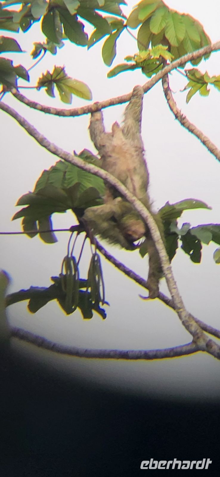 35 Faultiersuche geglückt