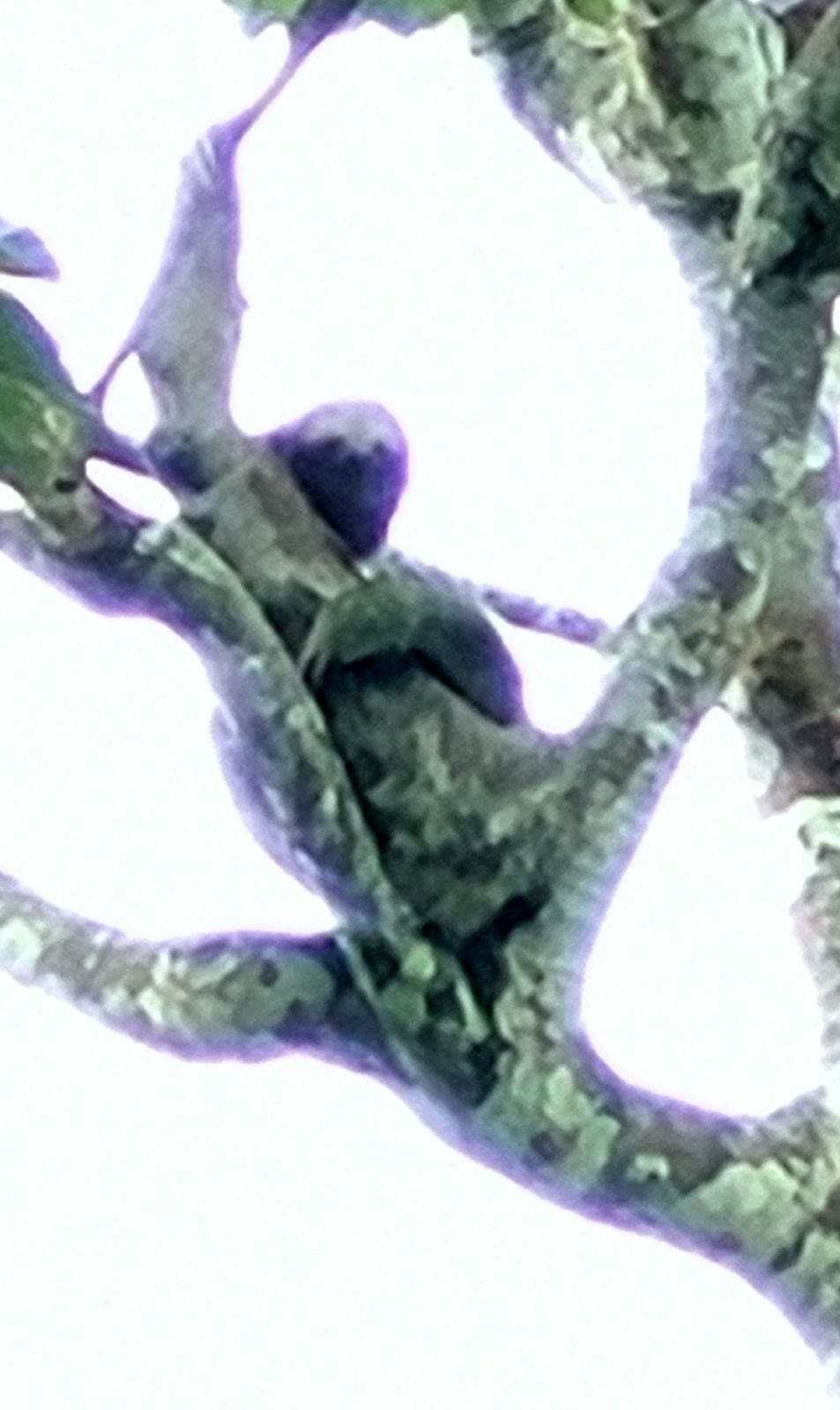 36 Zweifingerfaultier