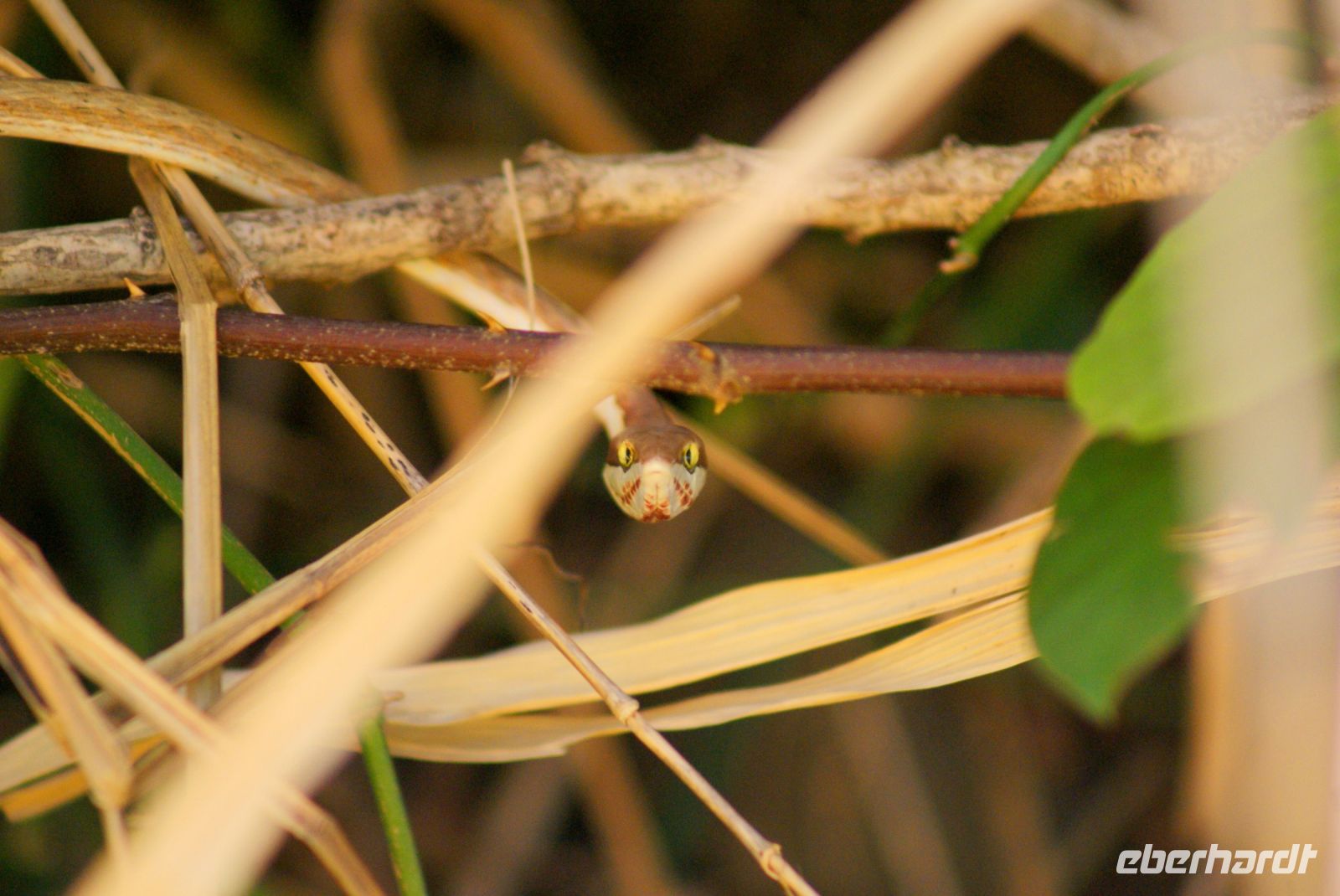 49 Schlange im Gebüsch