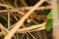 49 Schlange im Gebüsch