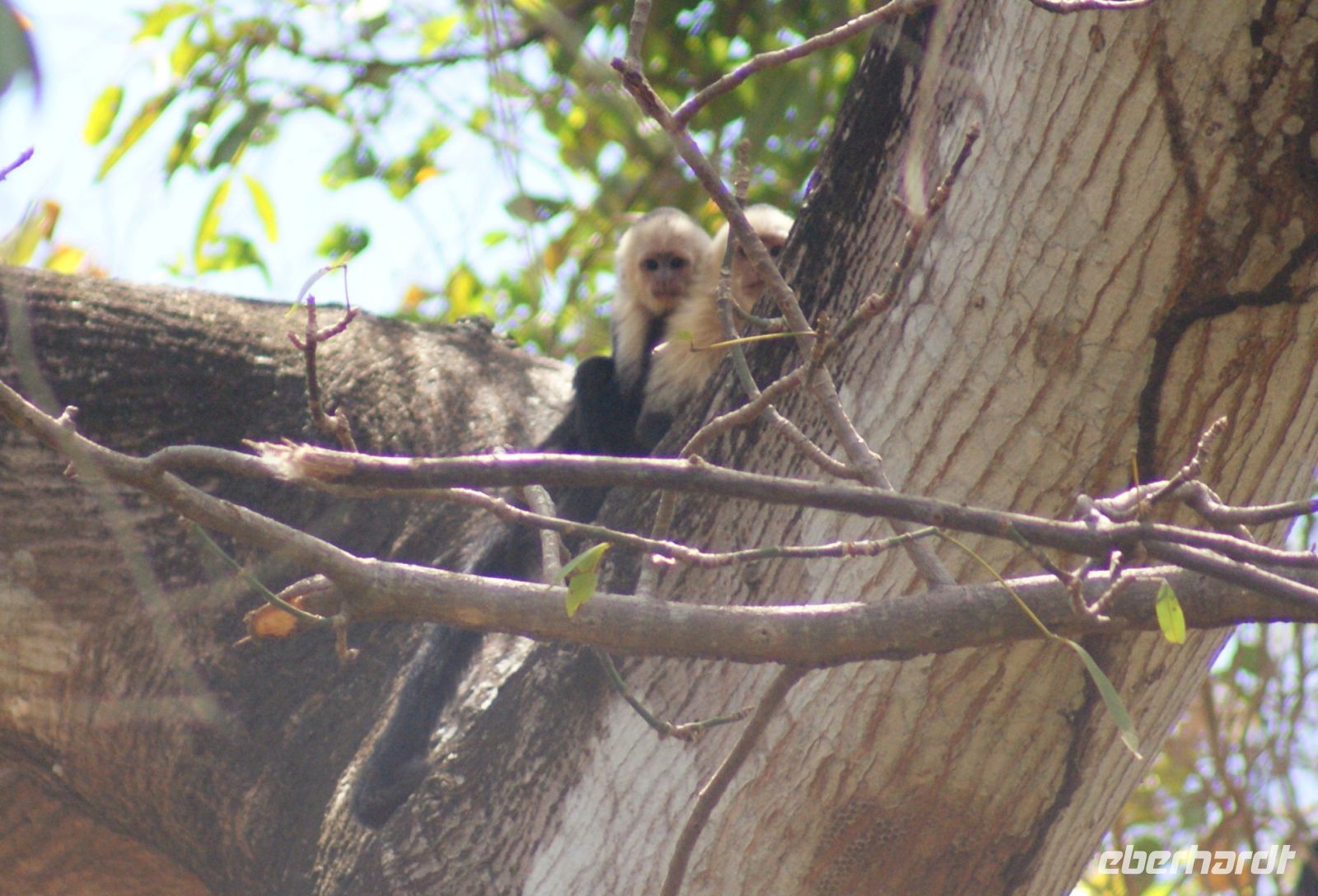 53 Kapuzineräffchen