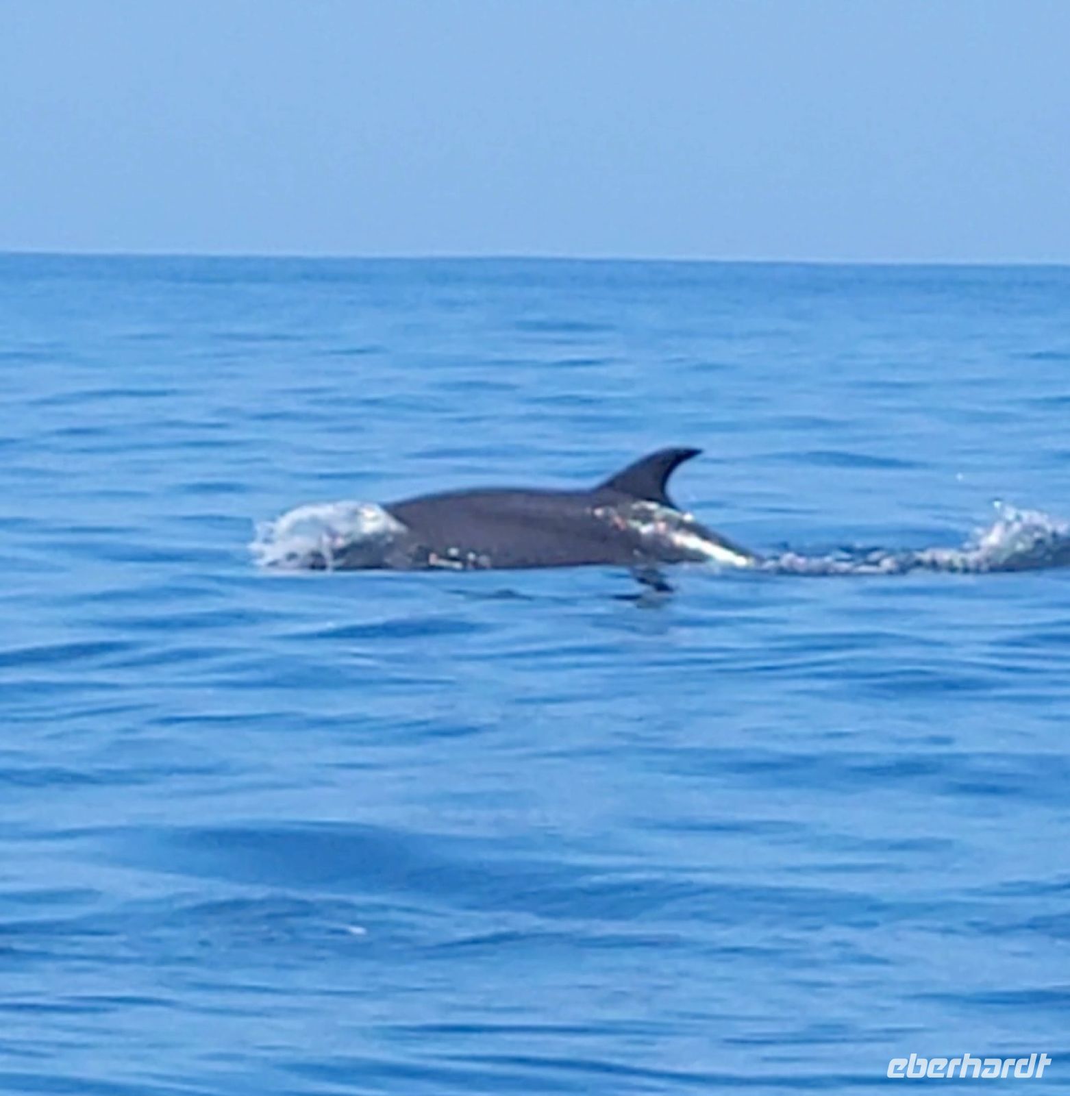 74 Delphine in Sicht