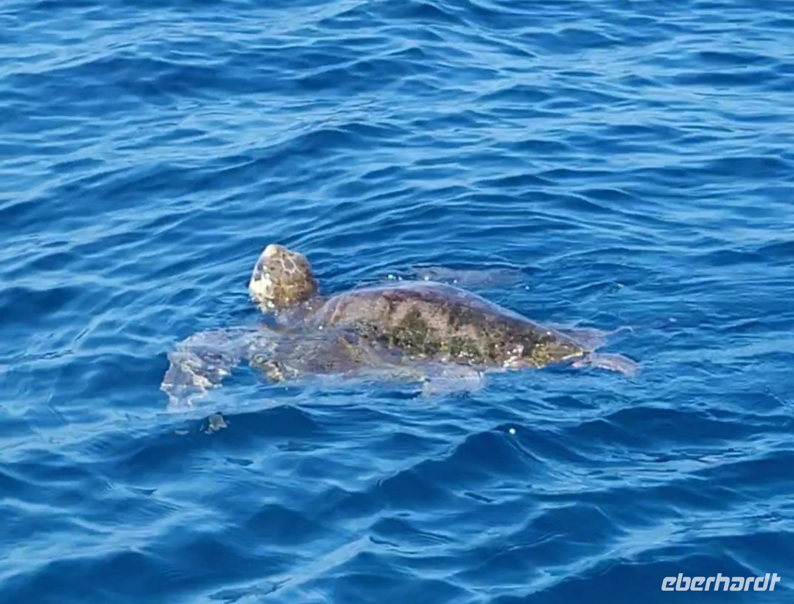 76 Meeresschildkröte