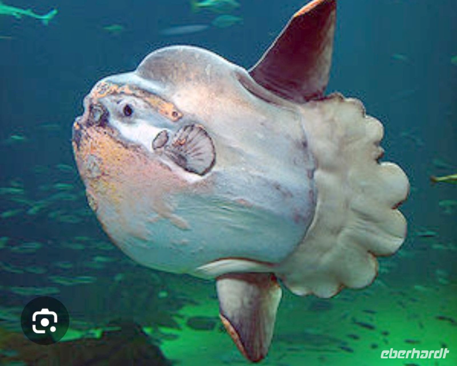 77 Mondfisch entdeckt