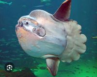 77 Mondfisch entdeckt