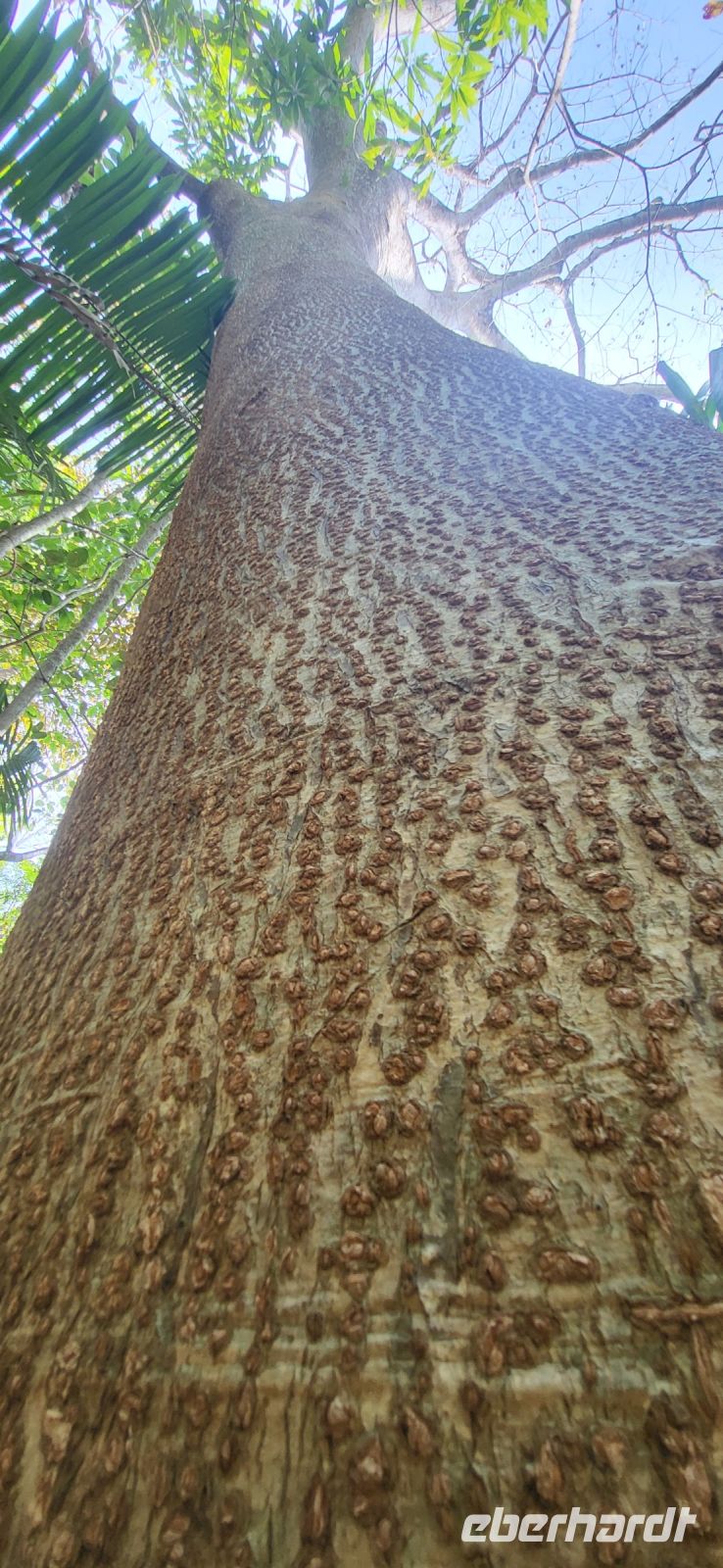 84 Riesenbäume im Schutzgebiet