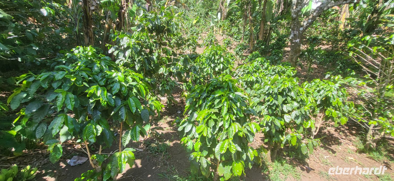 100 Kaffeesträucher