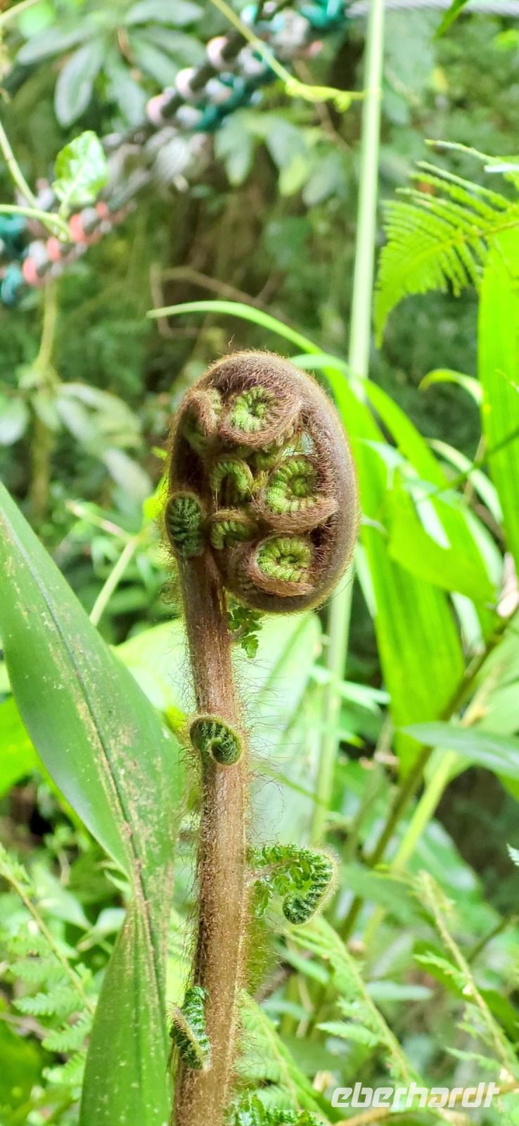 112 neues Farn entsteht