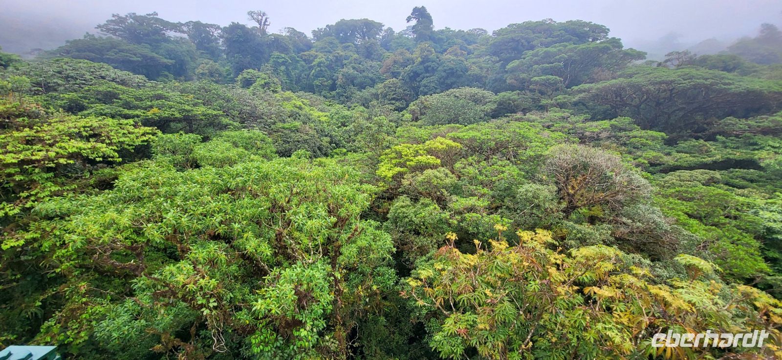 115 Blick über den Nebelwald