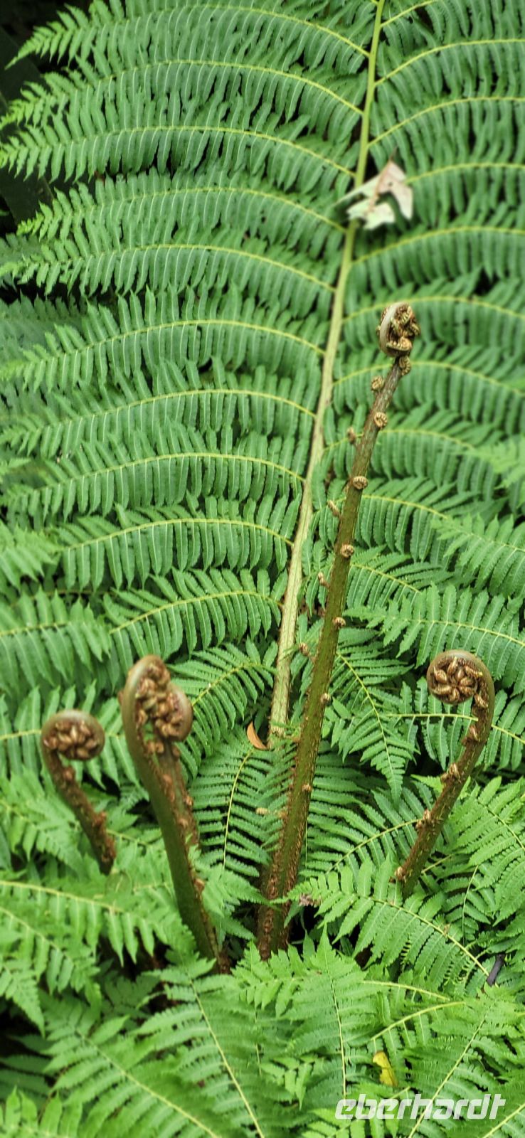 119 Baumfarn