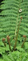 119 Baumfarn