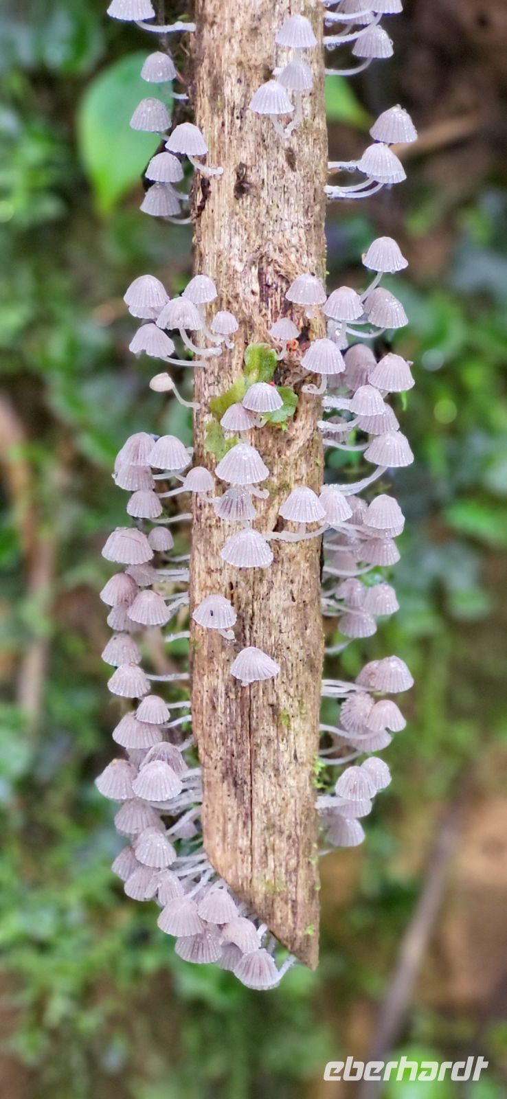 123 Pilzwuchs im Nebelwald