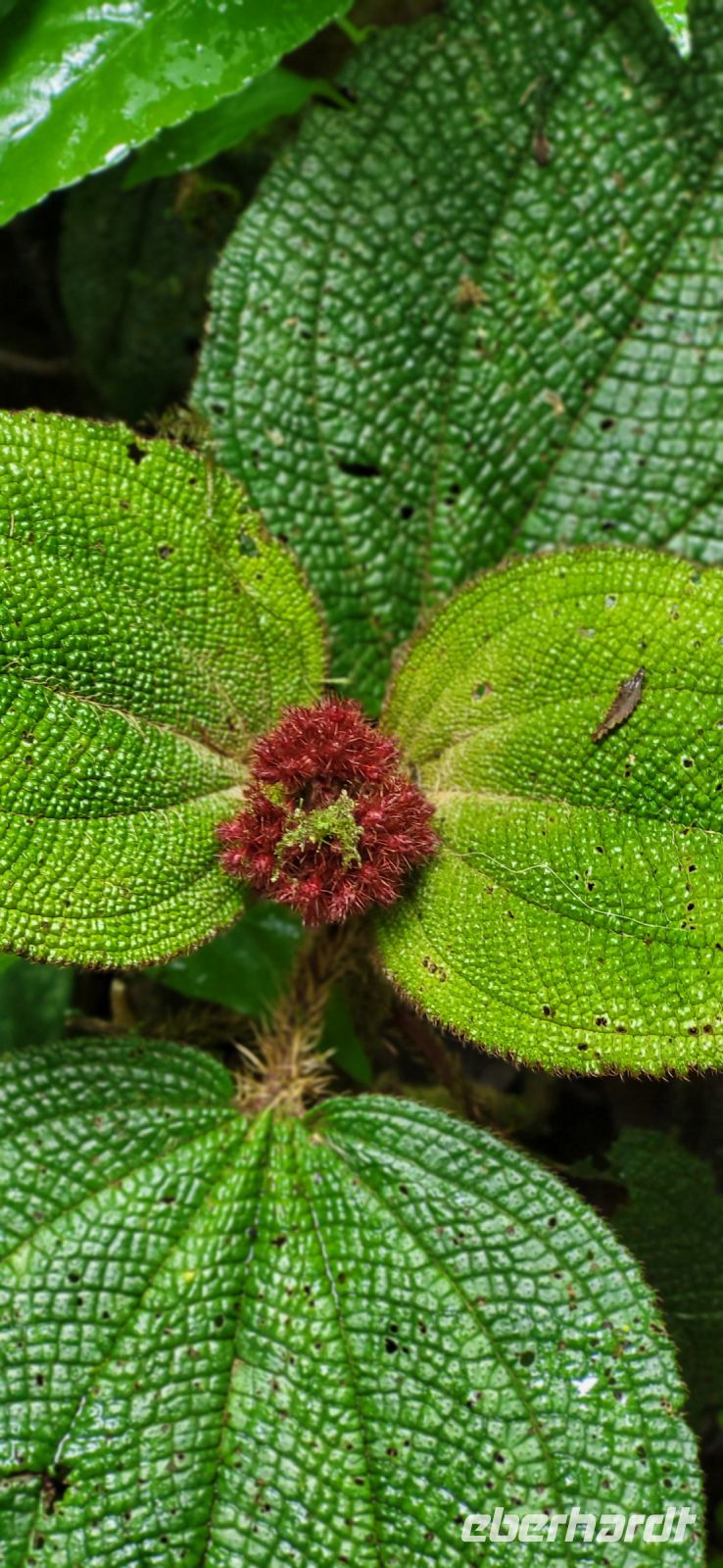 128 Monte Verde Nebelwald