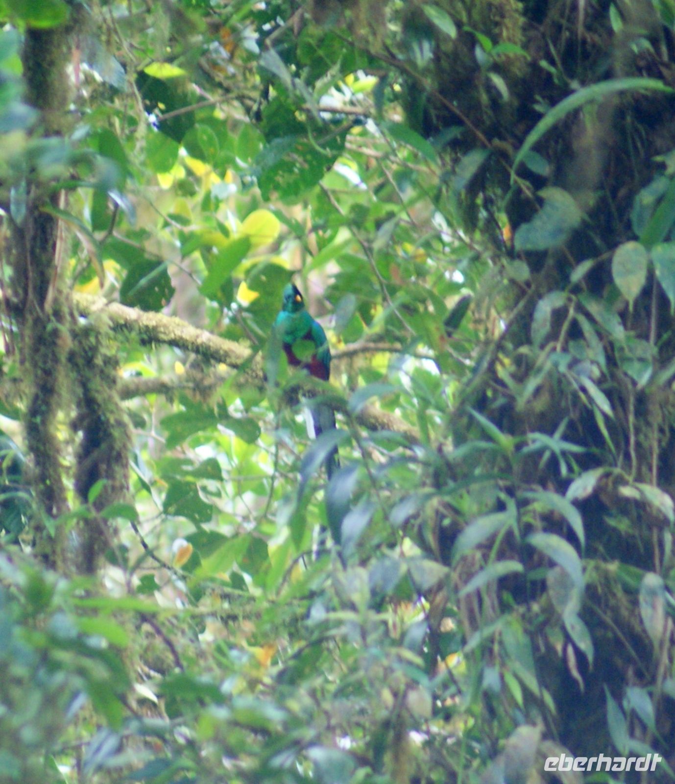 130 den Quetzal gefunden