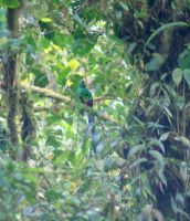 130 den Quetzal gefunden