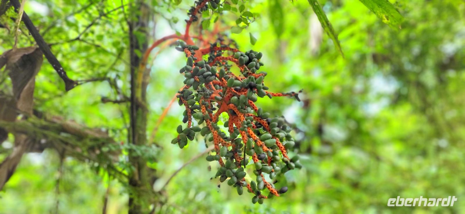 132 Artenvielfalt im Nebelwald